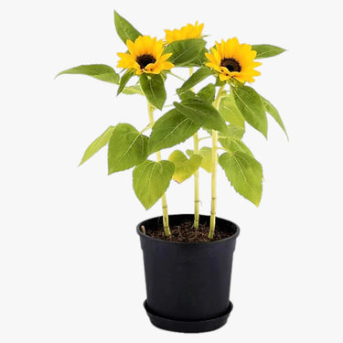 Helianthus Annuus - Ornamental Sunflower
